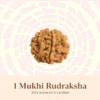 Original Nepal Origin 1 Mukhi Rudraksha bead for spiritual growth, meditation, wealth attraction, divine blessings, chakra healing, and positive energy protection