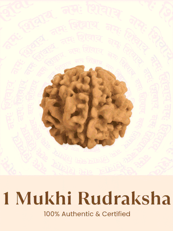 Original Nepal Origin 1 Mukhi Rudraksha bead for spiritual growth, meditation, wealth attraction, divine blessings, chakra healing, and positive energy protection
