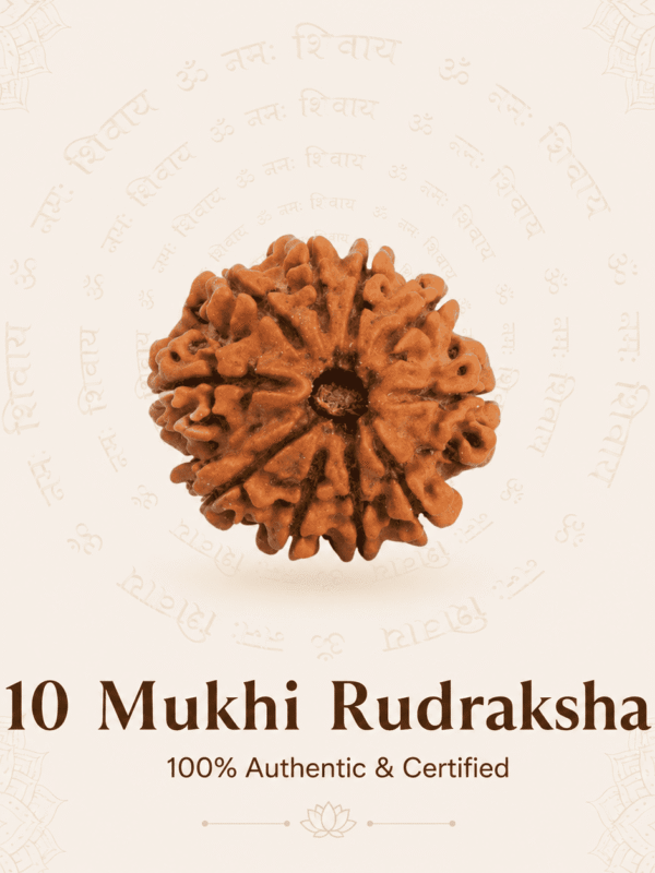 Nepal Origin 10 Mukhi Rudraksha