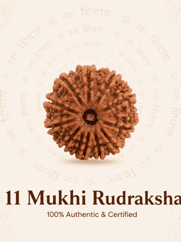 Nepal Origin 11 Mukhi Rudraksha