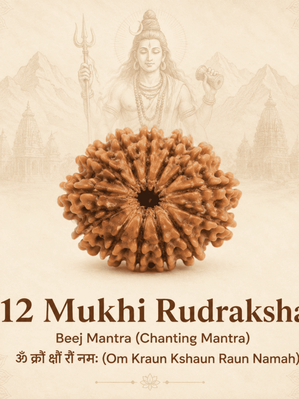 Original Nepal Origin 12 Mukhi Rudraksha bead for leadership, confidence, success, spiritual growth, protection, and positive energy healing