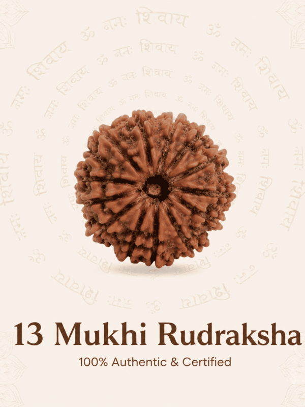 Nepal Origin 13 Mukhi Rudraksha