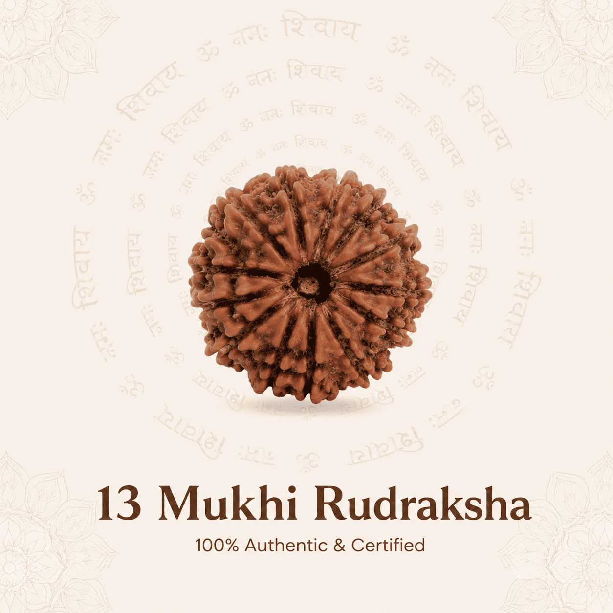 Nepal Origin 13 Mukhi Rudraksha