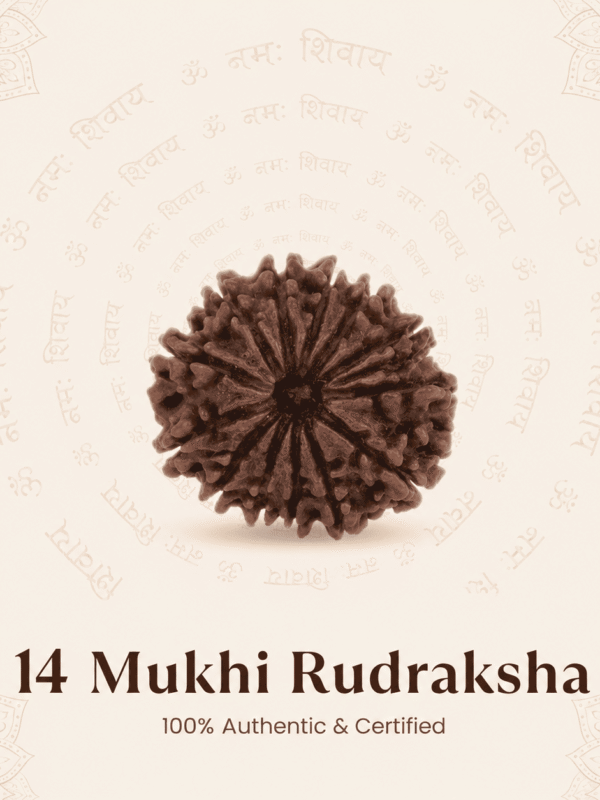 Original Nepal Origin 14 Mukhi Rudraksha bead for intuition, protection, success, spiritual growth, confidence, and positive energy healing