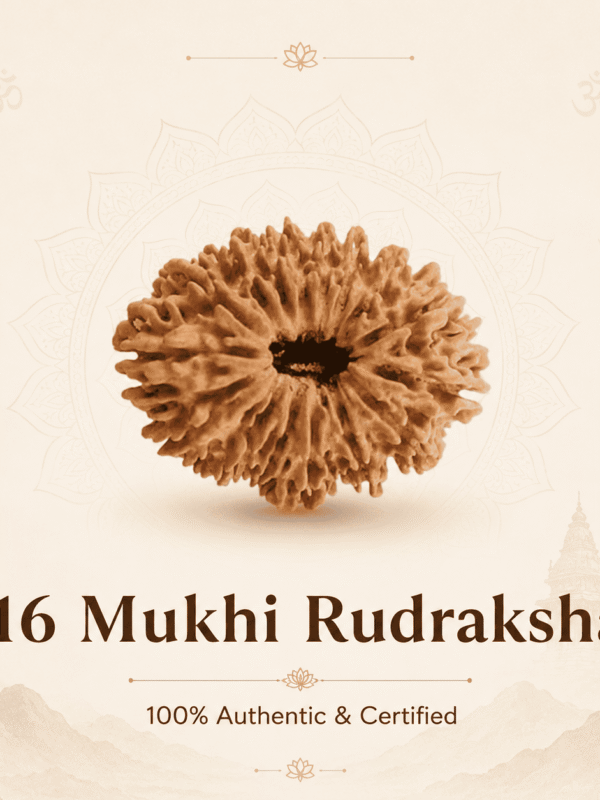 Original Nepal Origin 16 Mukhi Rudraksha bead for protection, fearlessness, spiritual growth, success, confidence, and positive energy healing