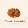 Original Nepal Origin 17 Mukhi Rudraksha bead for prosperity, success, protection, spiritual growth, confidence, and positive energy healing