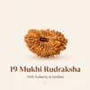 Original Nepal Origin 19 Mukhi Rudraksha bead for wealth attraction, prosperity, spiritual growth, success, divine protection, and positive energy healing
