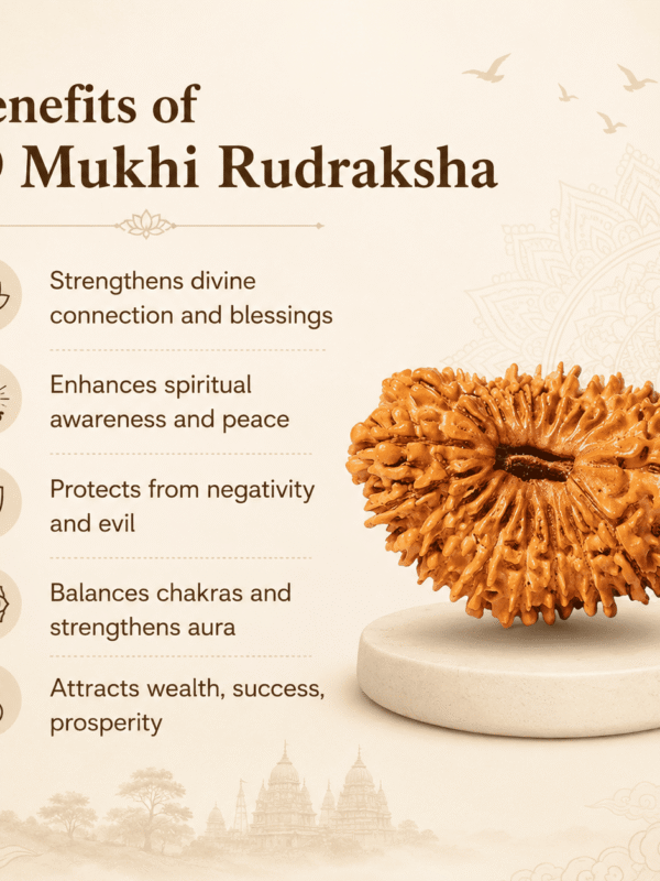 Original Nepal Origin 19 Mukhi Rudraksha bead for wealth attraction, prosperity, spiritual growth, success, divine protection, and positive energy healing