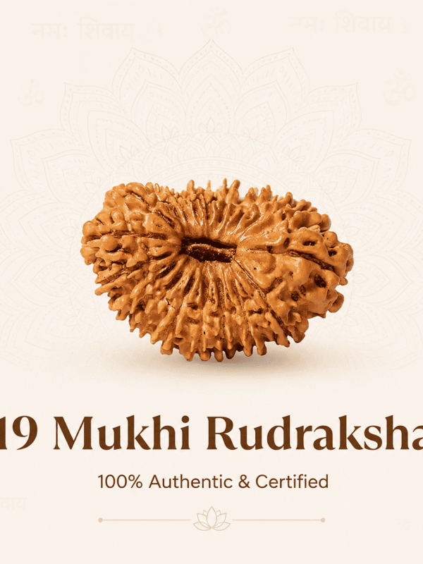 Original Nepal Origin 19 Mukhi Rudraksha bead for wealth attraction, prosperity, spiritual growth, success, divine protection, and positive energy healing