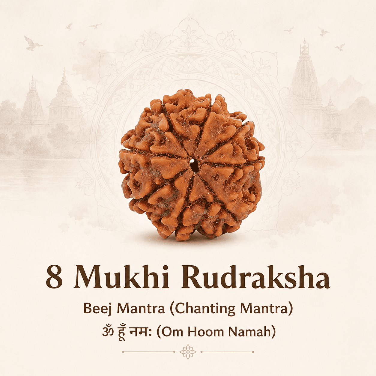 Original Nepal Origin 8 Mukhi Rudraksha bead for obstacle removal, success, wisdom, protection, spiritual growth, confidence, and positive energy healing
