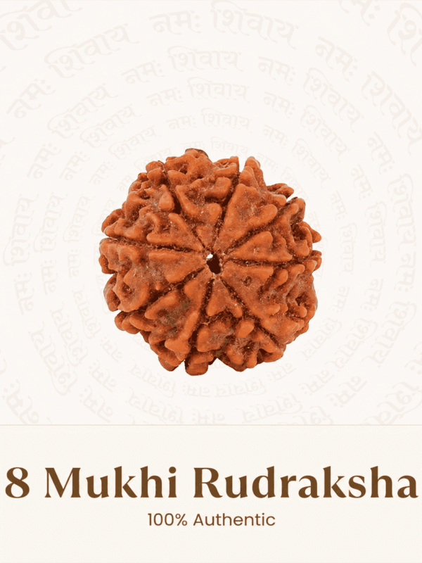 Original Nepal Origin 8 Mukhi Rudraksha bead for obstacle removal, success, wisdom, protection, spiritual growth, confidence, and positive energy healing