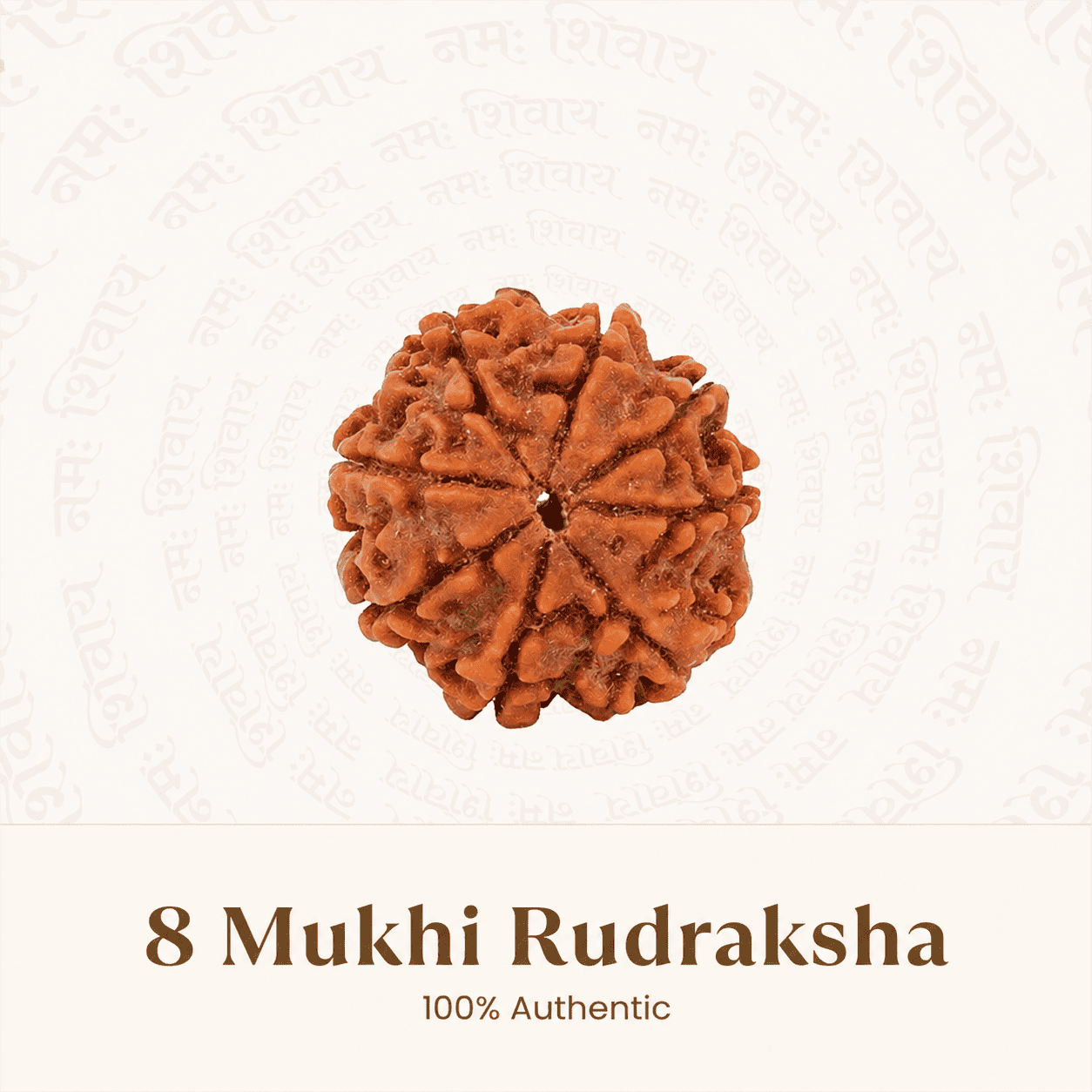 Original Nepal Origin 8 Mukhi Rudraksha bead for obstacle removal, success, wisdom, protection, spiritual growth, confidence, and positive energy healing