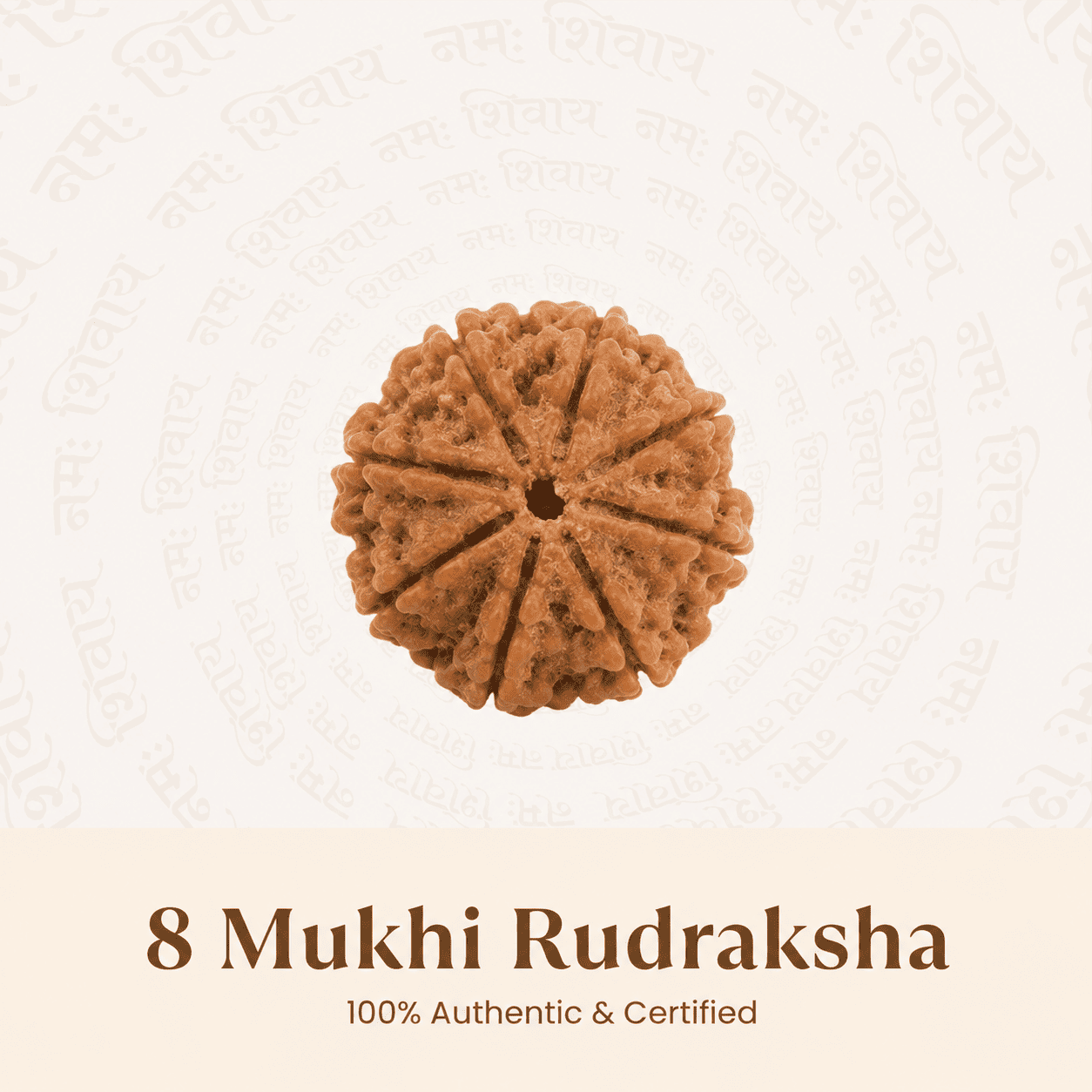 Nepal Origin 8 Mukhi Rudraksha - Image 4