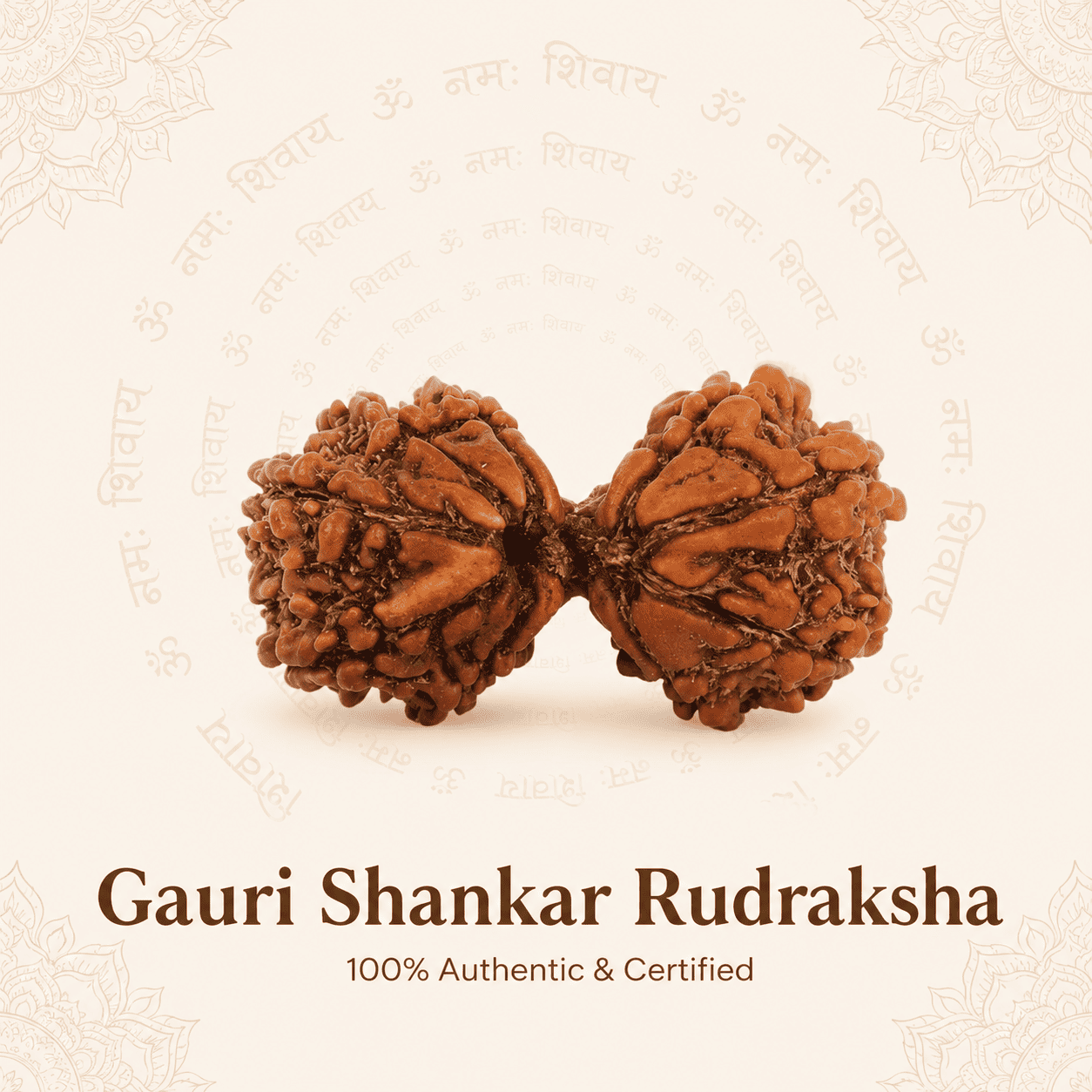 Original Nepal Origin Gauri Shankar Rudraksha bead for love, relationship harmony, spiritual growth, emotional healing, divine blessings, and positive energy